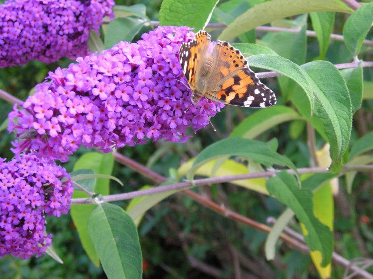 Fonds d'cran Animaux Insectes - Papillons papillon