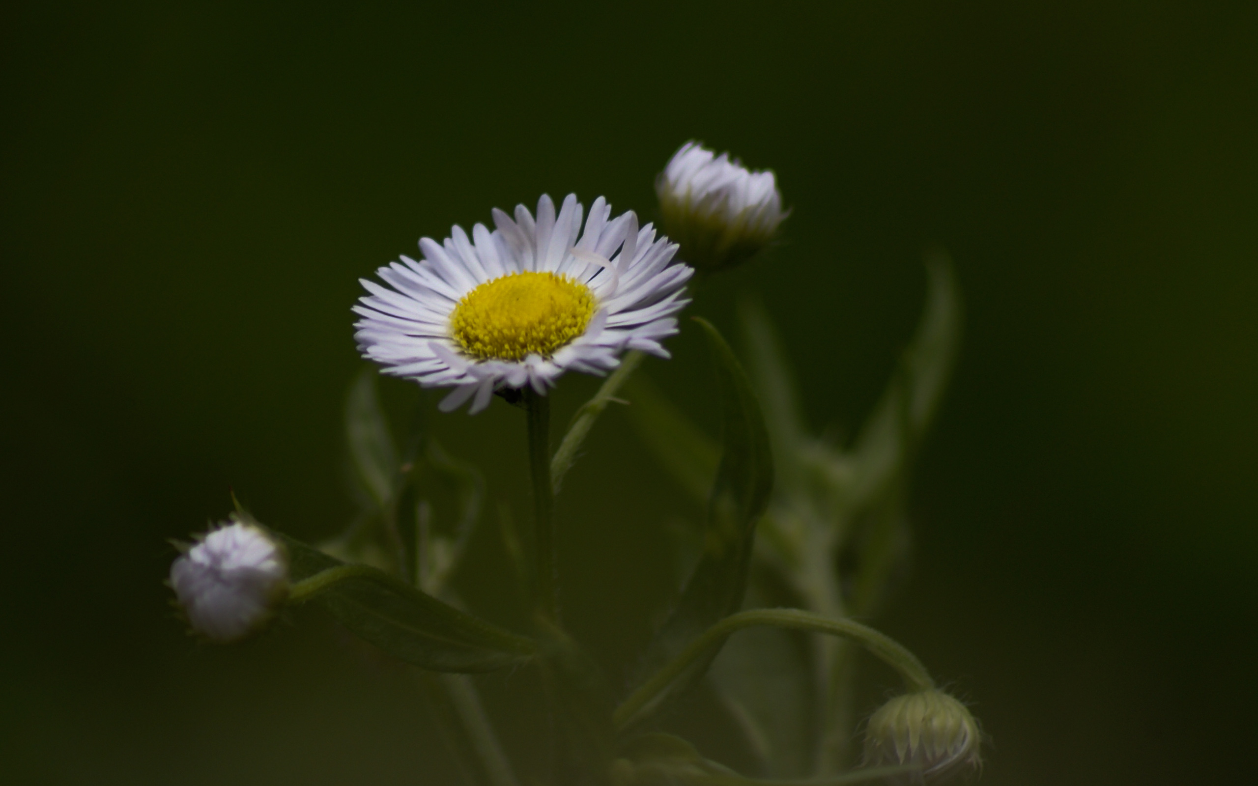 Fonds d'cran Nature Fleurs Blume