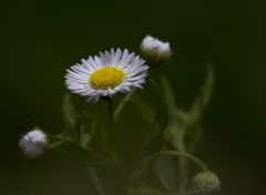 Fonds d'cran Nature Blume