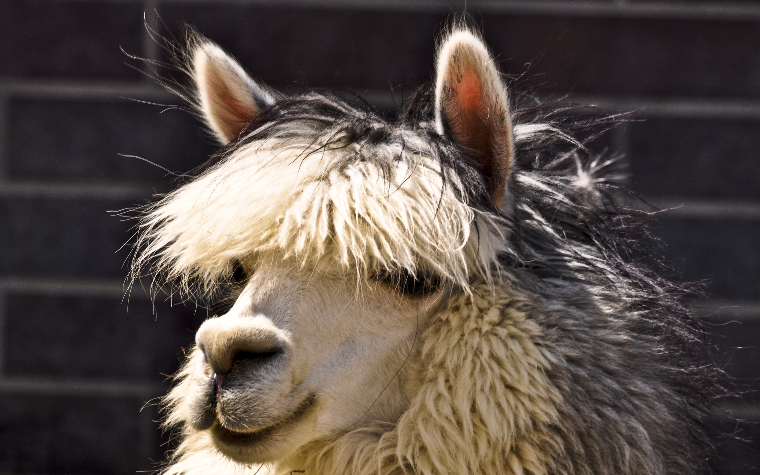 Fonds d'cran Animaux Lamas - Alpagas Le Lama Blanc