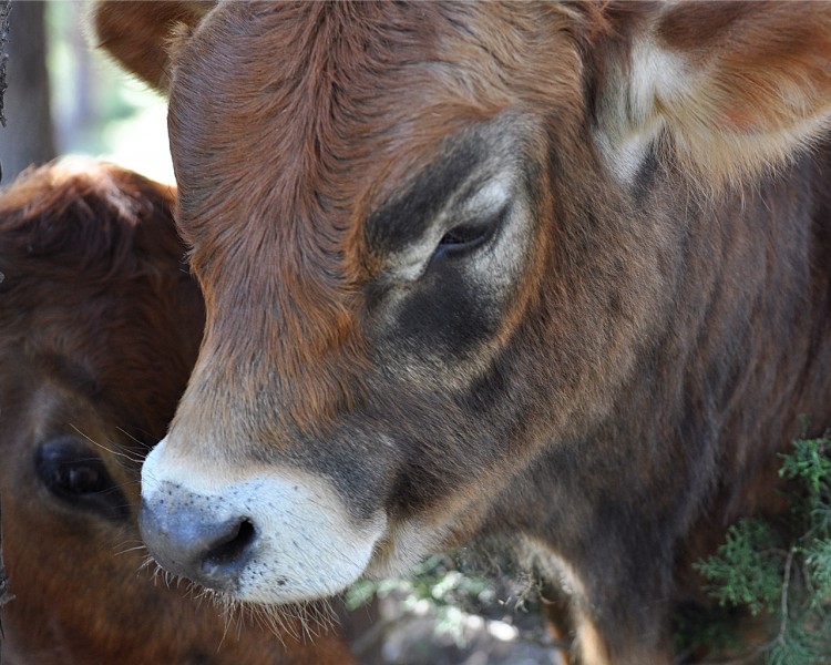 Fonds d'cran Animaux Vaches - Taureaux - Boeufs confidences...