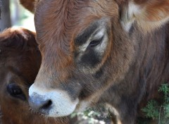 Fonds d'cran Animaux confidences...