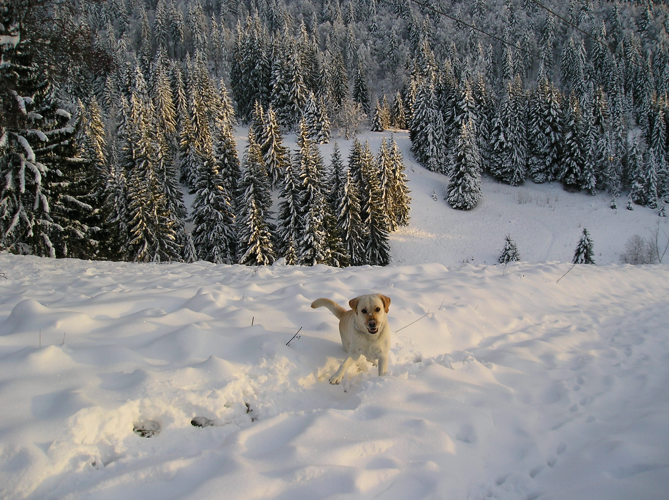 Fonds d'cran Animaux Chiens J'M la neige