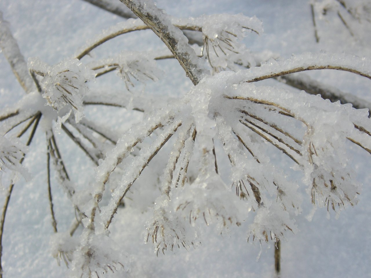 Fonds d'cran Nature Saisons - Hiver Parapluies  ...gels