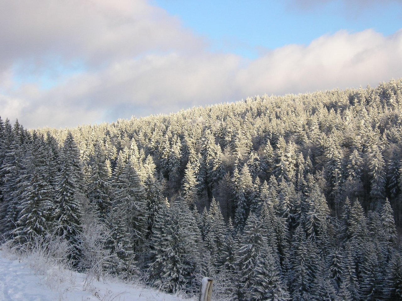 Wallpapers Nature Saisons - Winter Sapins jurassiens