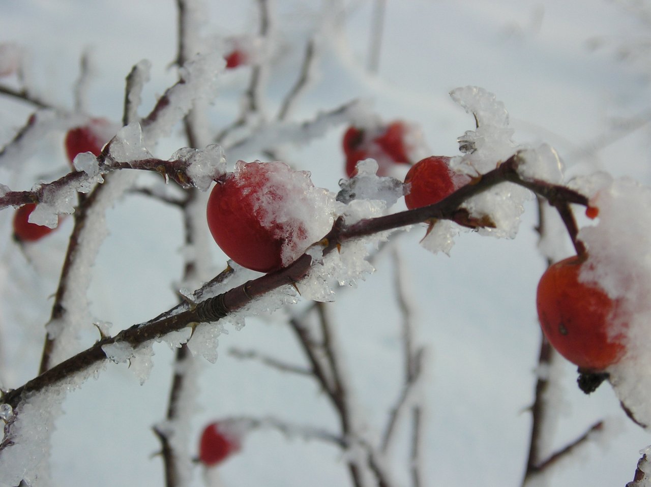 Fonds d'cran Nature Plantes - Arbustes Premire neige