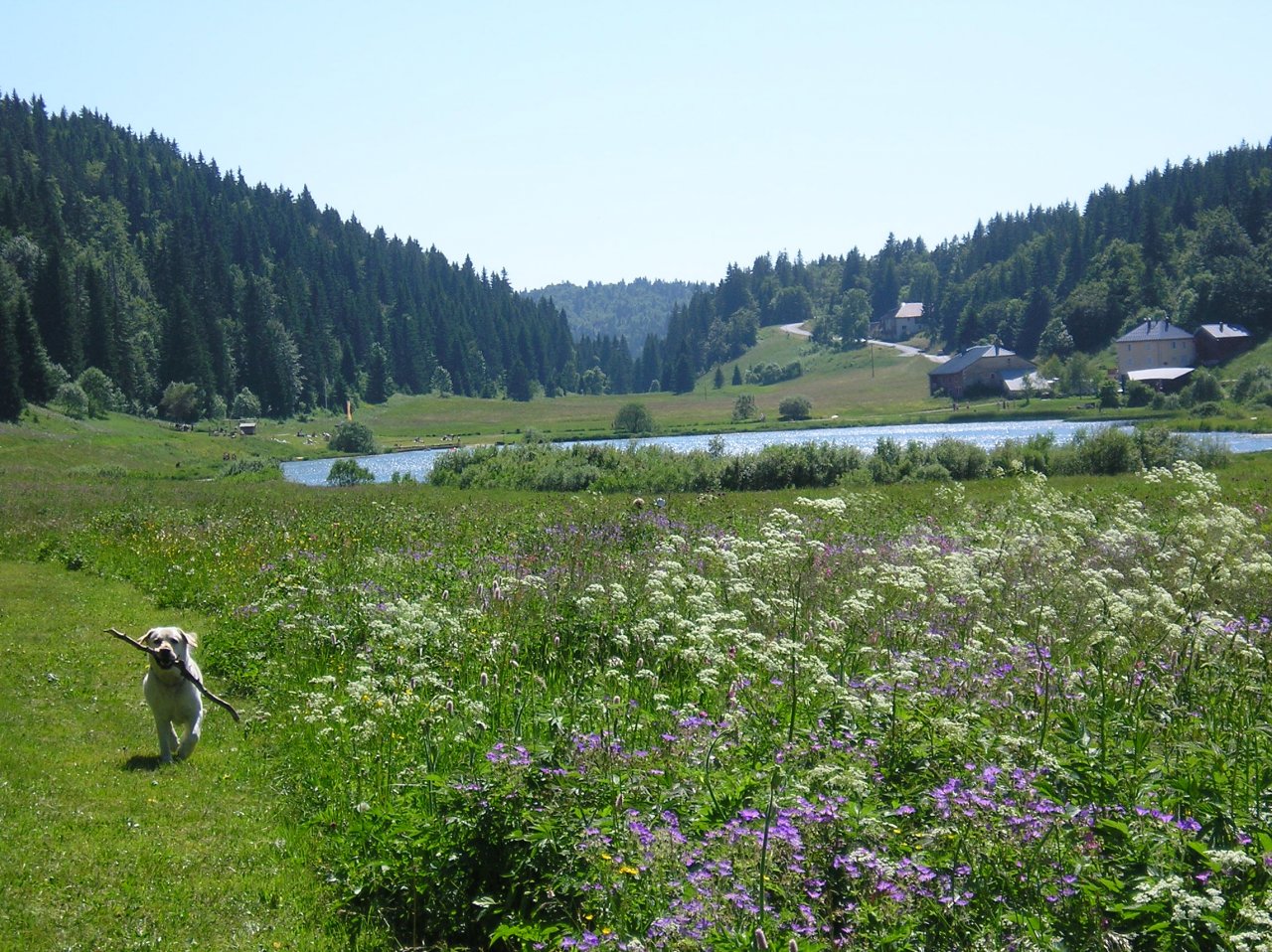 Wallpapers Nature Lakes - Ponds Lac de Lamoura - juillet