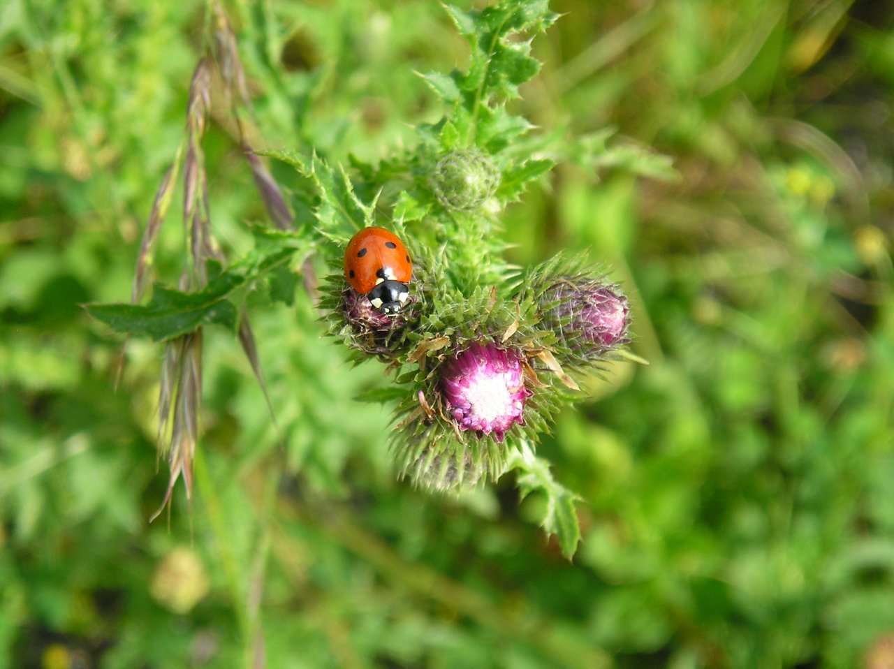 Fonds d'cran Animaux Insectes - Coccinelles Coccinelles jurassiennes