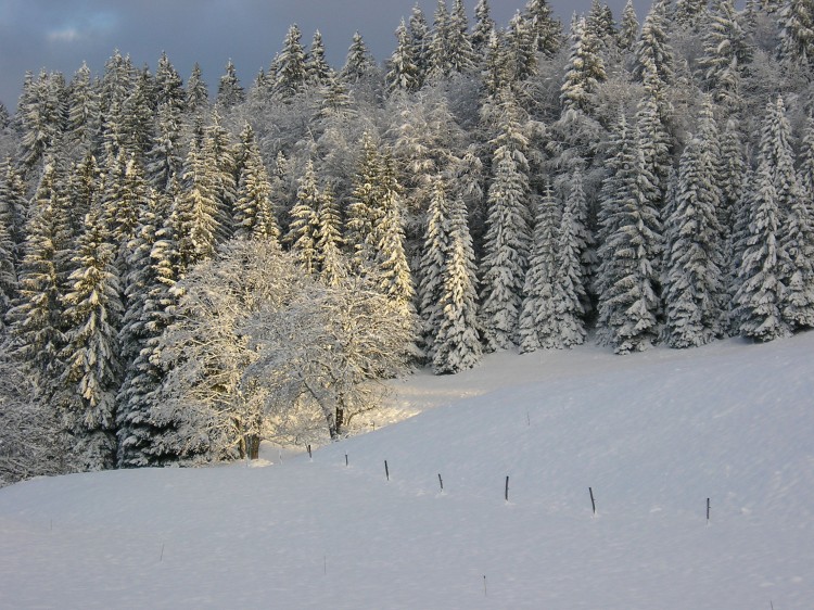 Fonds d'cran Nature Arbres - Forts Paysage de neige