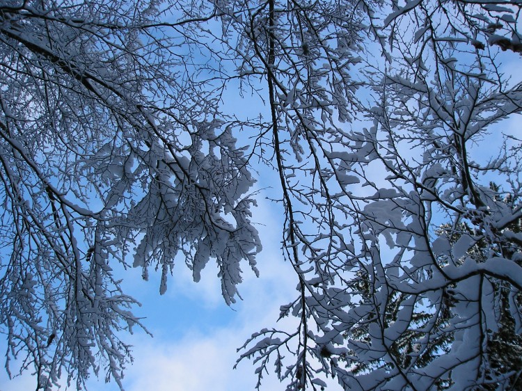 Fonds d'cran Nature Saisons - Hiver Aprs midi hivernal