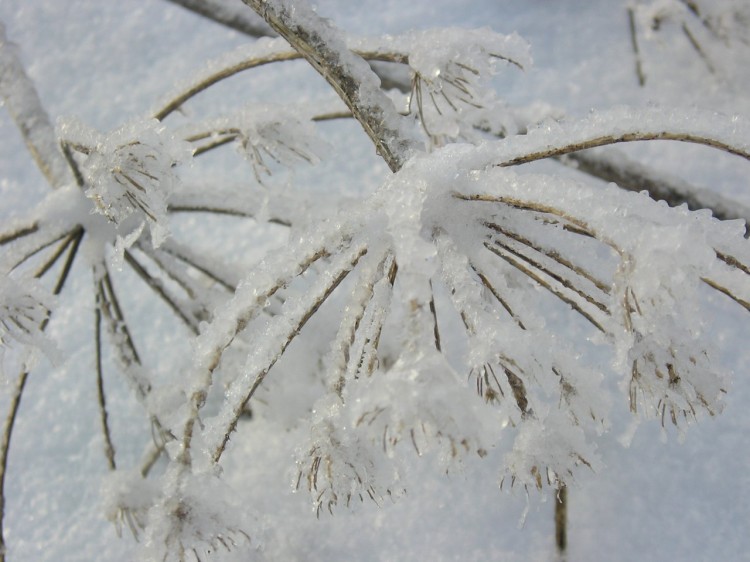 Wallpapers Nature Saisons - Winter Parapluies  ...gels