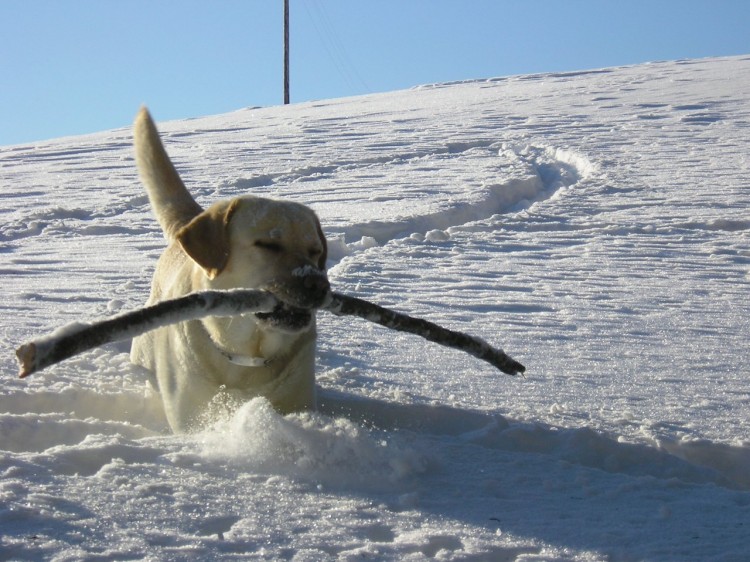 Fonds d'cran Animaux Chiens mon chien dans la neige