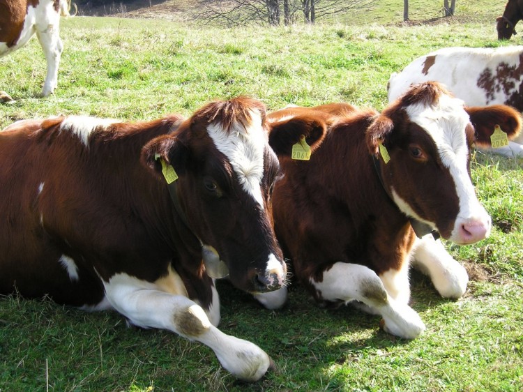 Fonds d'cran Animaux Vaches - Taureaux - Boeufs des petites jumelles jurassiennes