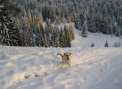 Fonds d'cran Animaux J'M la neige