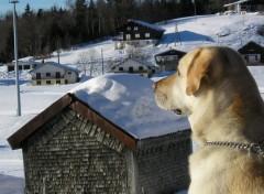 Fonds d'cran Animaux Surveillance