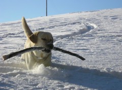 Wallpapers Animals mon chien dans la neige