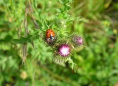 Wallpapers Animals Coccinelles jurassiennes