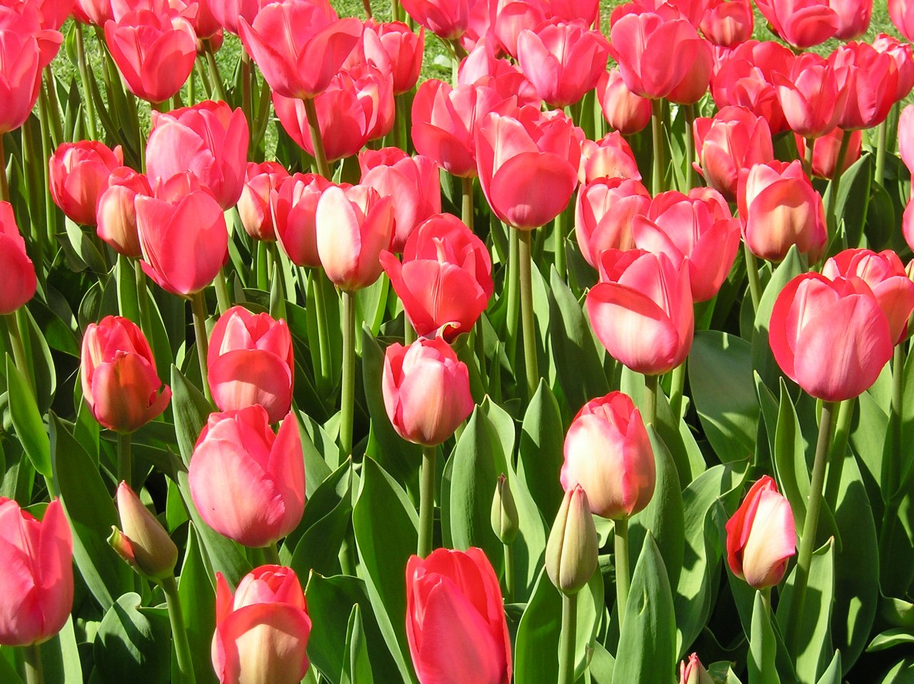 Fonds d'cran Nature Fleurs Fte des tulipes