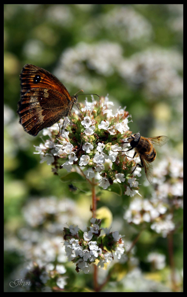 Wallpapers Animals Insects - Butterflies 