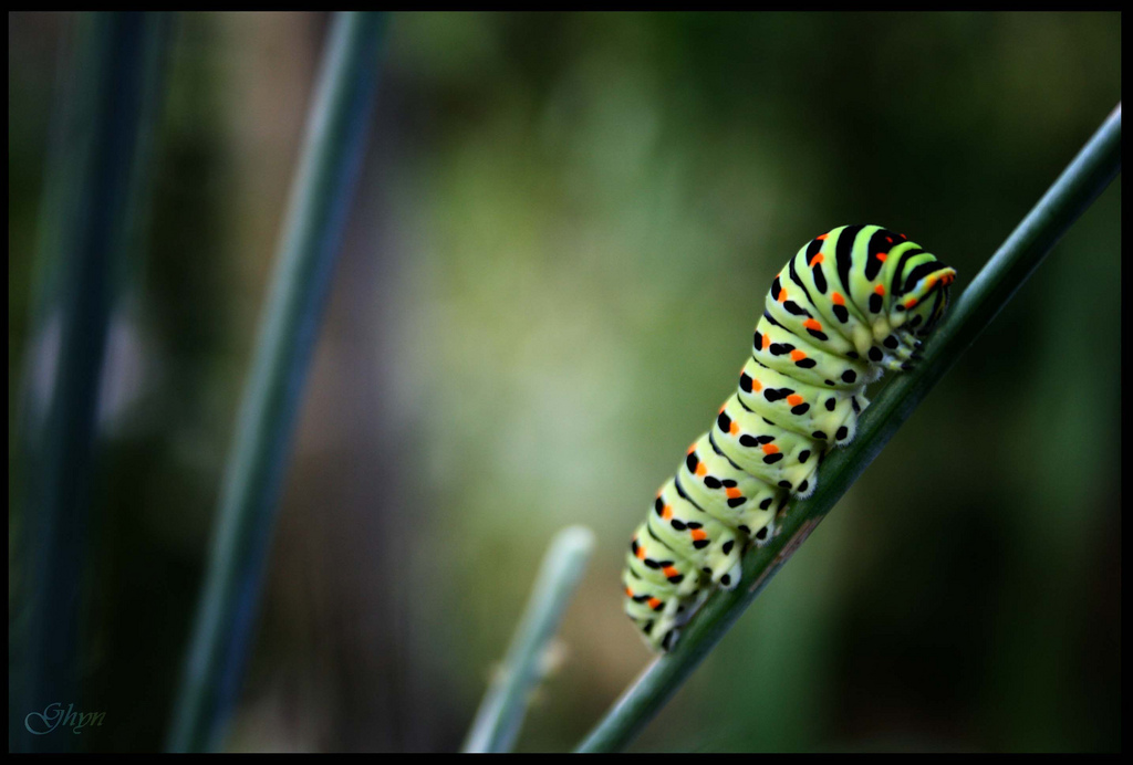 Fonds d'cran Animaux Insectes - Chenilles 