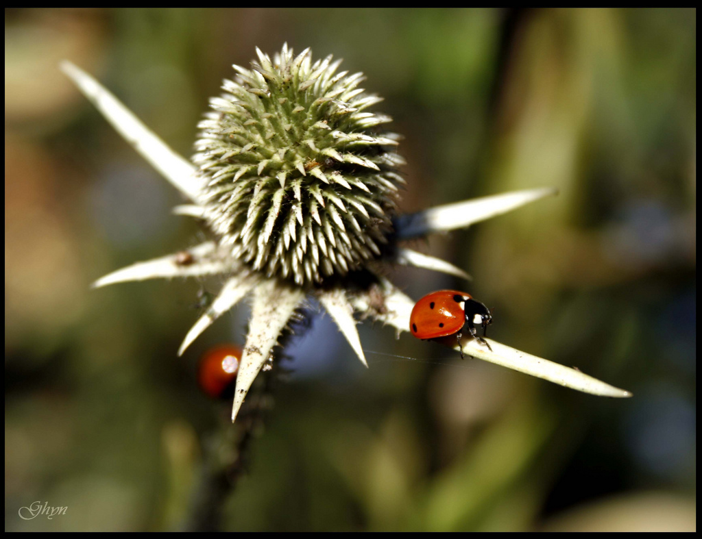 Fonds d'cran Animaux Insectes - Coccinelles 