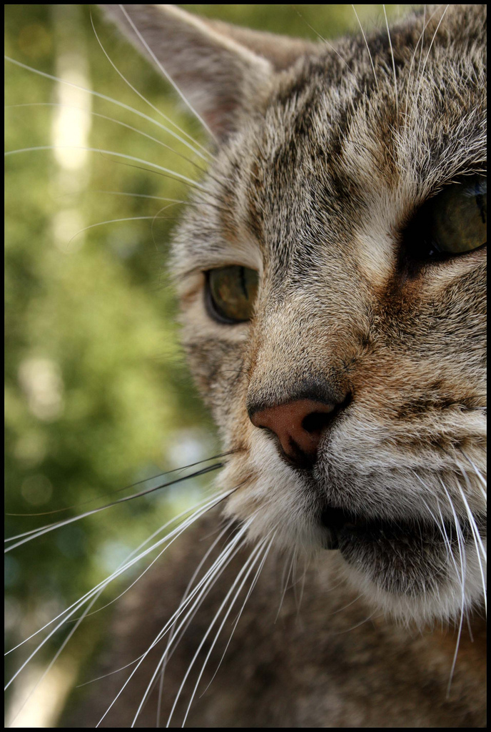 Fonds d'cran Animaux Chats - Chatons 