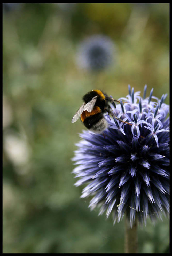 Fonds d'cran Animaux Insectes - Abeilles Gupes ... 