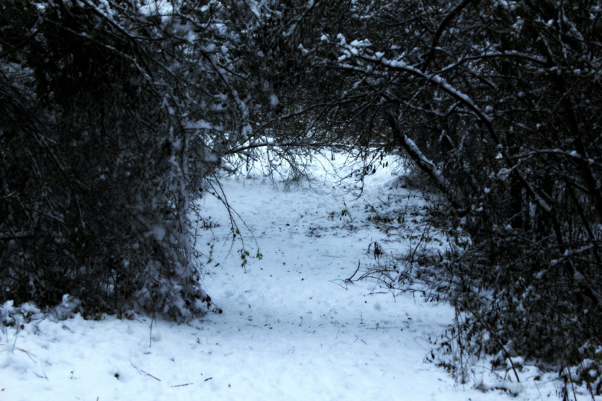 Fonds d'cran Nature Arbres - Forts Chemin du destin