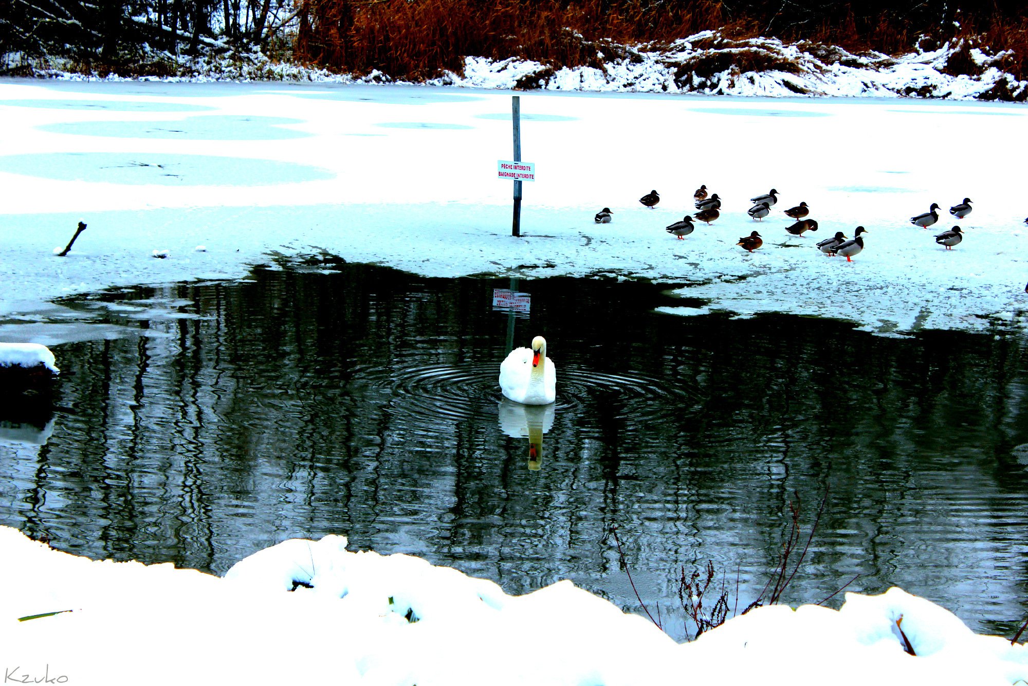 Wallpapers Animals Birds - Ducks 