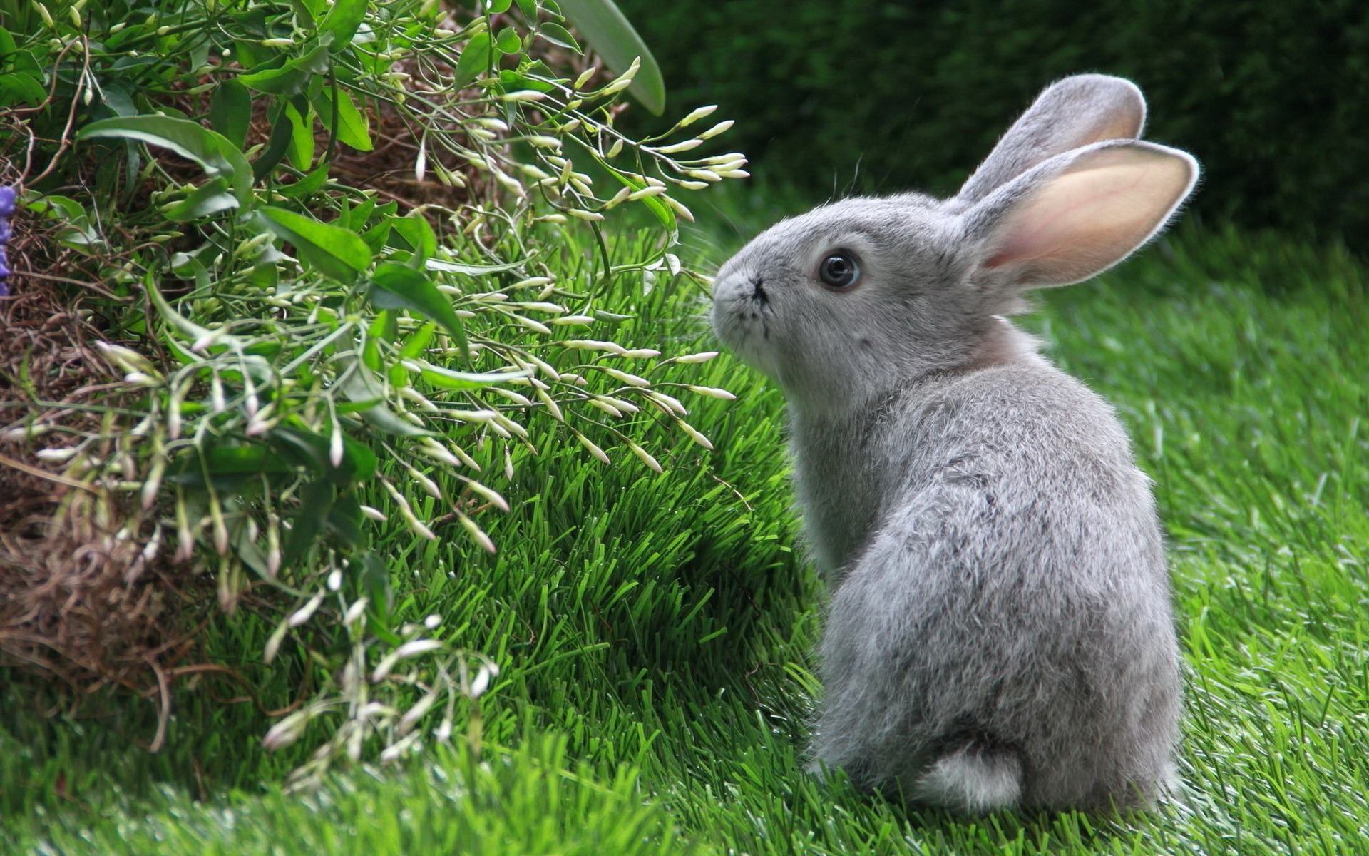 Fonds d'cran Animaux Lapins - Livres Lapin