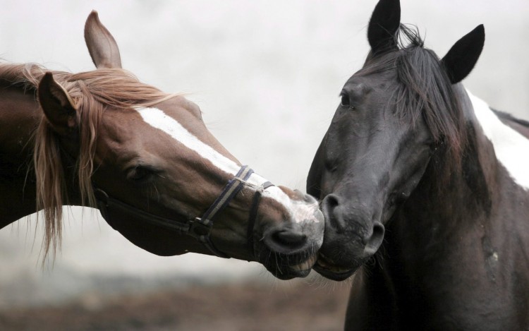 Fonds d'cran Animaux Chevaux Le baiser