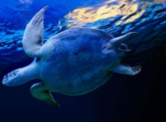 Fonds d'cran Animaux Tortue de mer