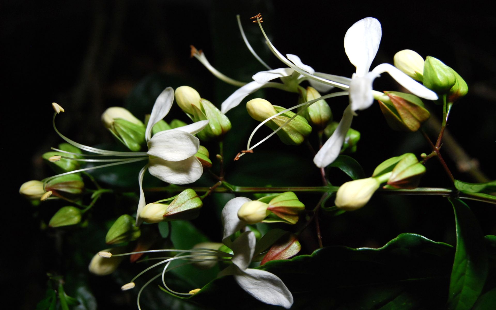 Fonds d'cran Nature Fleurs Tout en dentelle