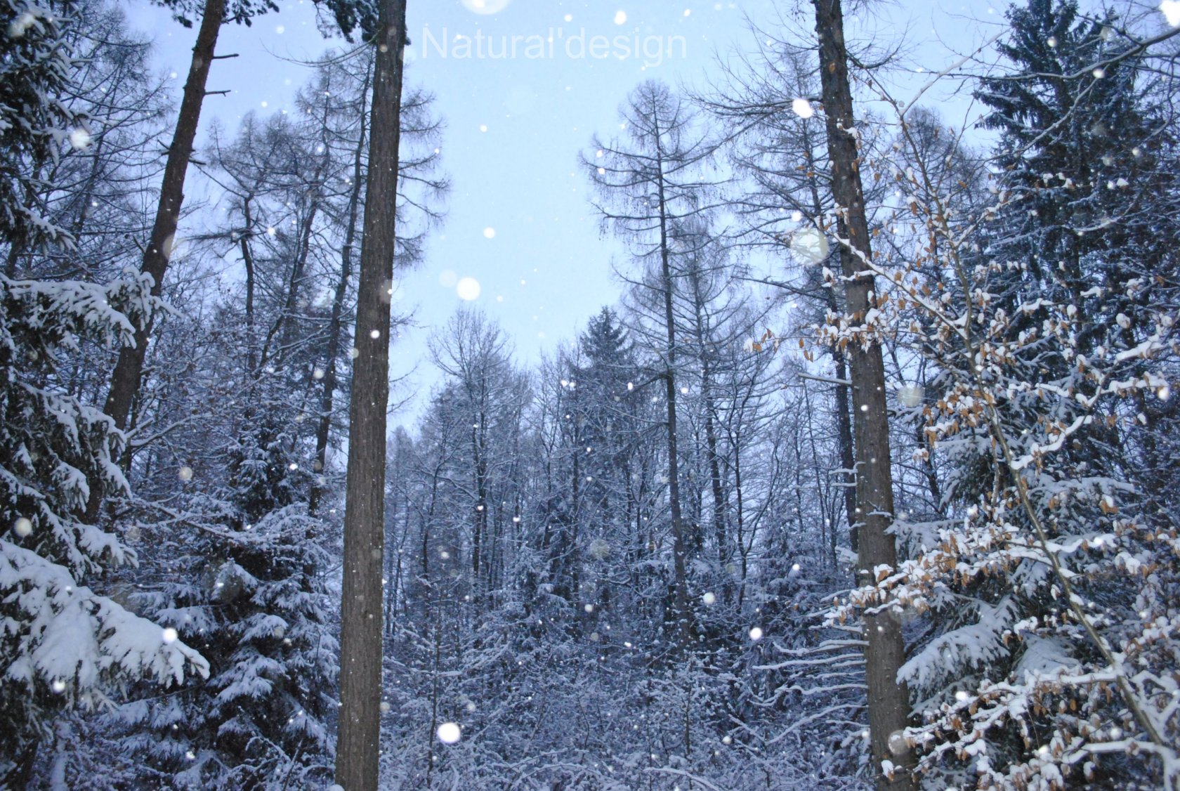 Fonds d'cran Nature Arbres - Forts comme un cadre.......ou trois    ;-)