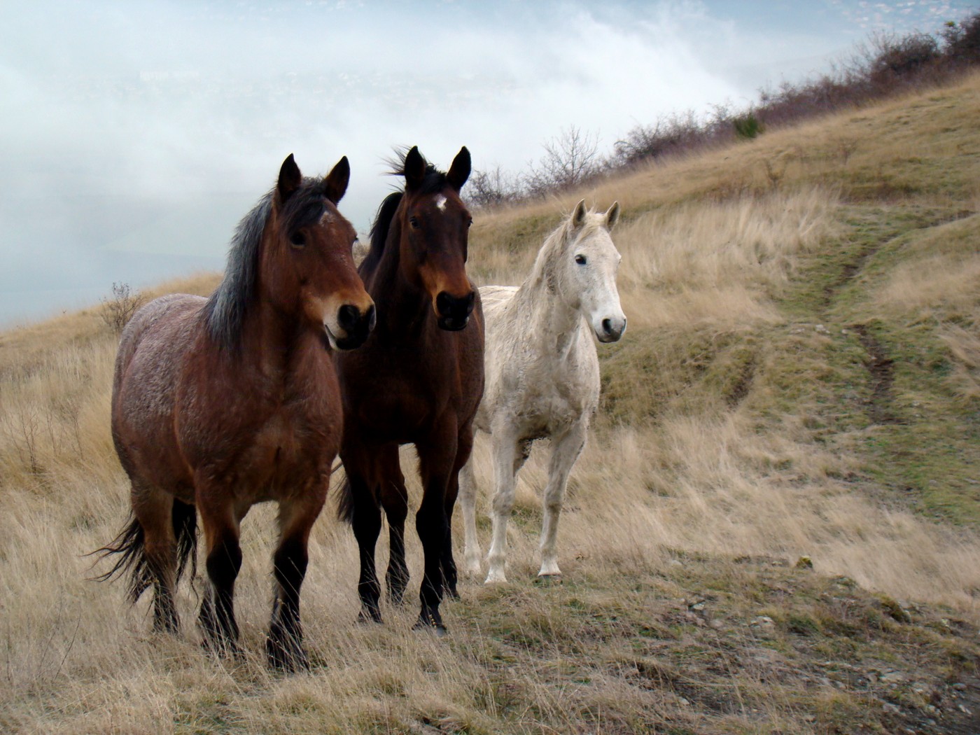 Wallpapers Animals Horses 