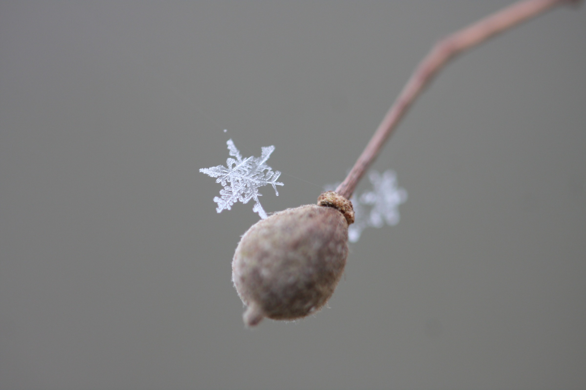 Wallpapers Nature Buds 