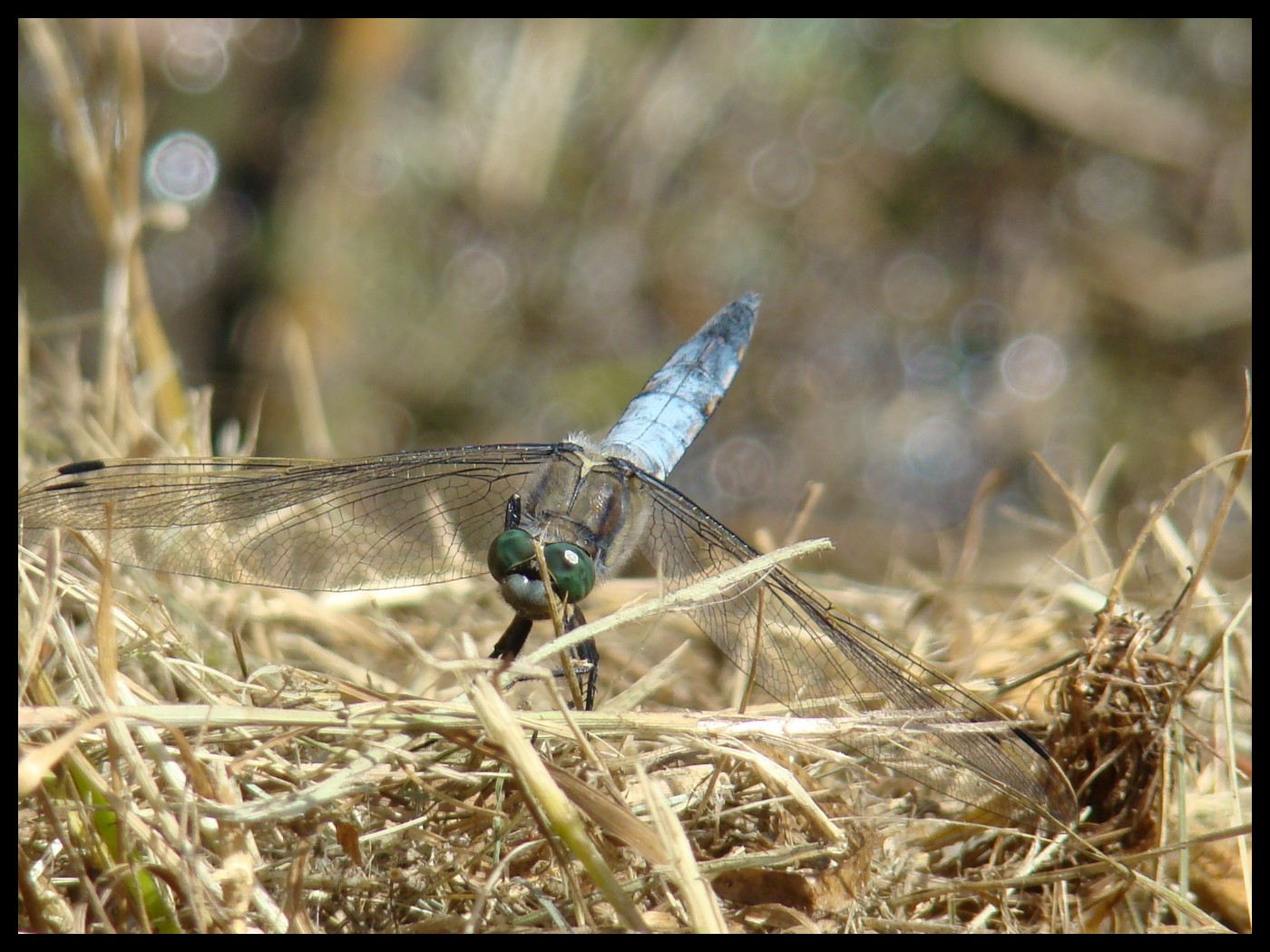 Fonds d'cran Animaux Insectes - Libellules Libellule