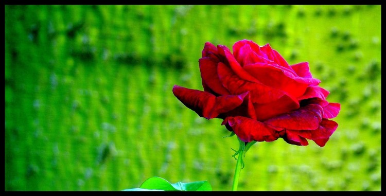 Fonds d'cran Nature Fleurs Rose