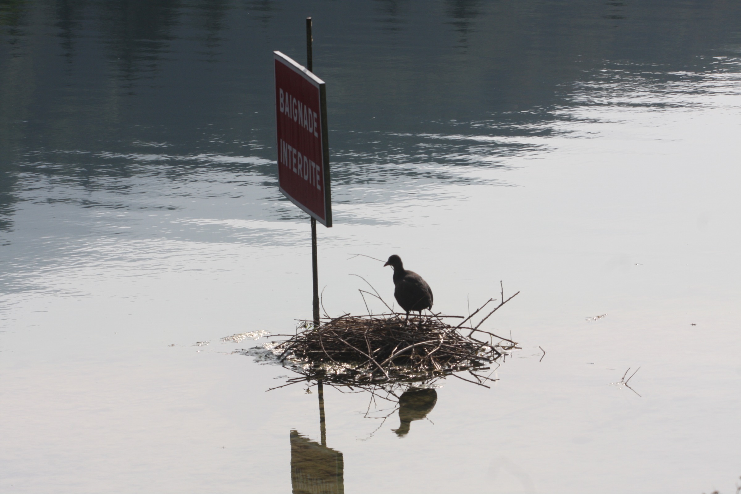 Fonds d'cran Animaux Oiseaux - Divers Baignade interdite.