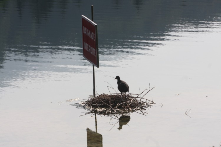 Wallpapers Animals Birds - Misc Baignade interdite.