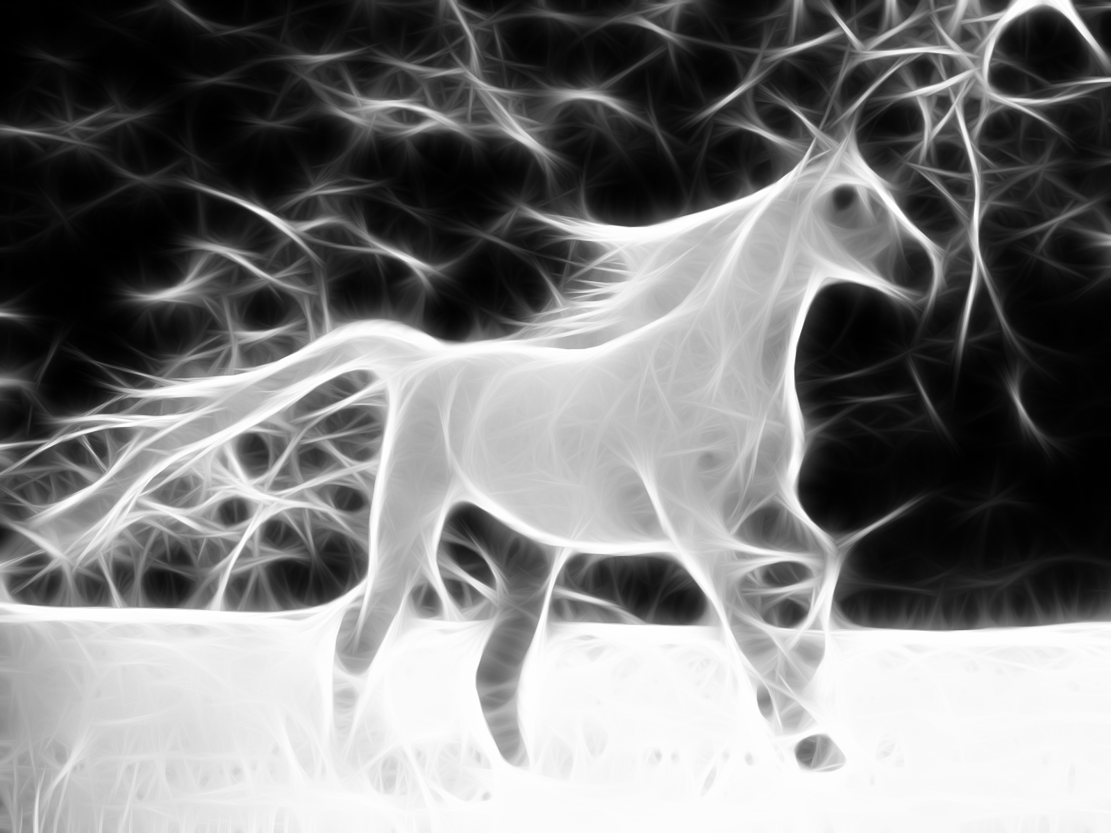 Wallpapers Animals Horses Cheval blanc