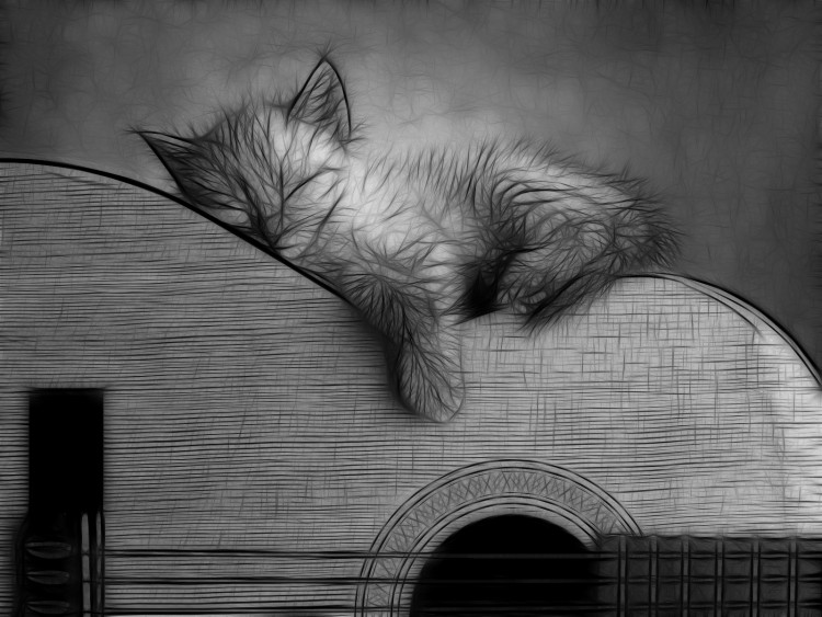 Wallpapers Animals Cats - Kittens Chaton Guitariste