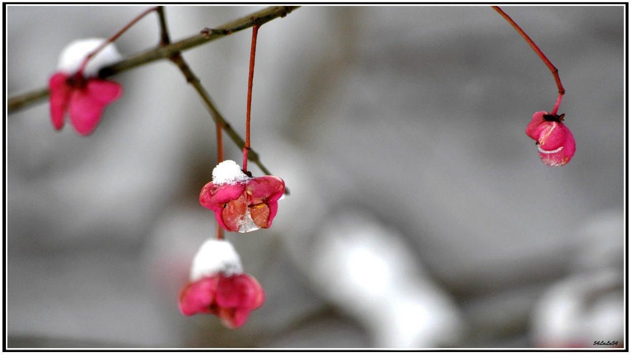 Fonds d'cran Nature Fleurs FLEURS D'HIVER ...