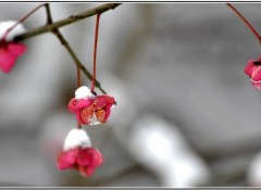 Fonds d'cran Nature FLEURS D'HIVER ...