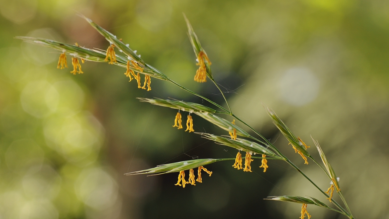 Wallpapers Nature Herbs 