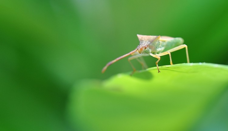 Fonds d'cran Animaux Insectes - Punaises bain de soleil pour punaise