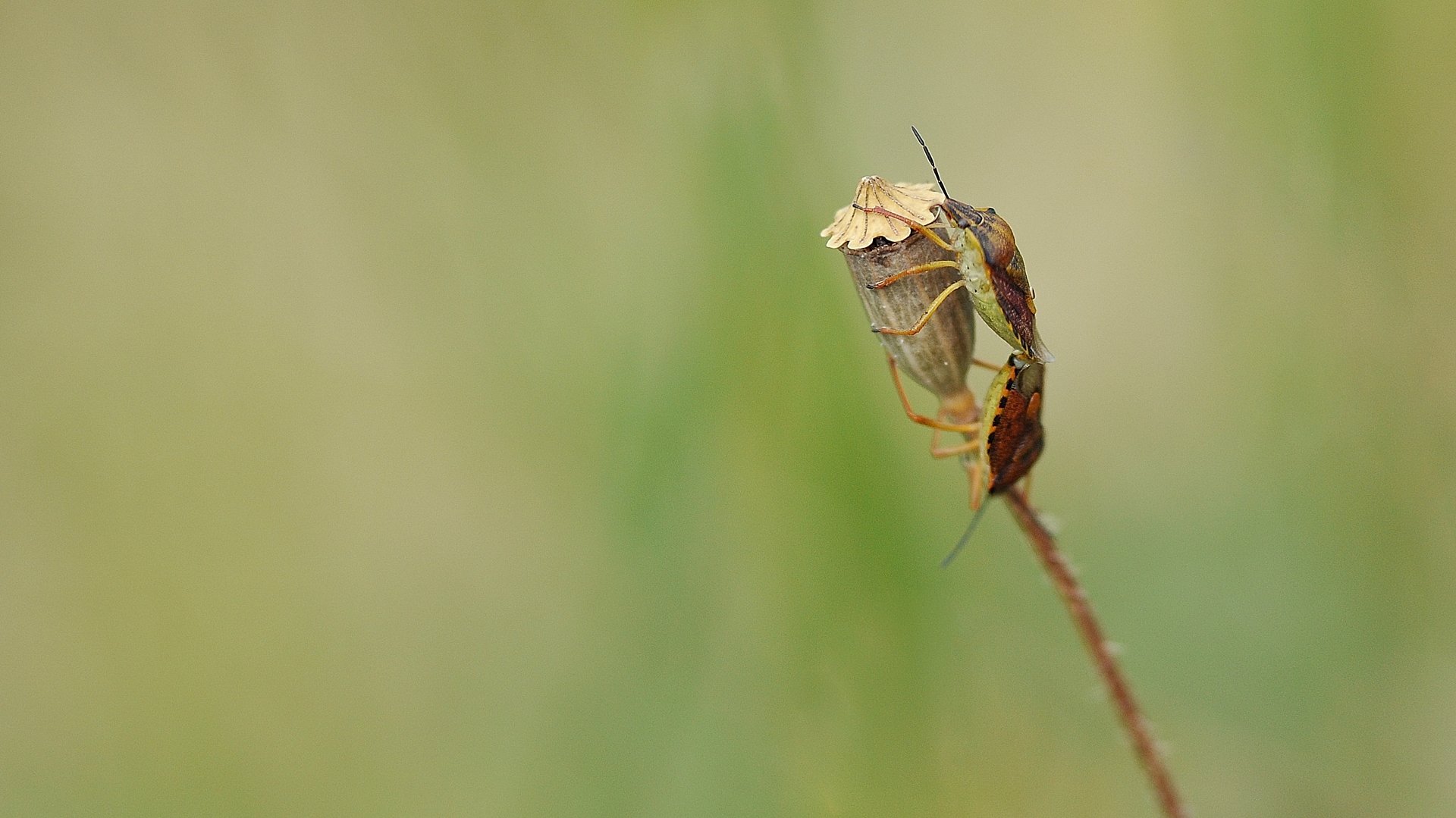 Wallpapers Animals Insectes - Bugs amours de punaises