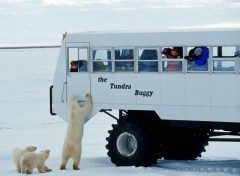 Fonds d'cran Animaux Ours