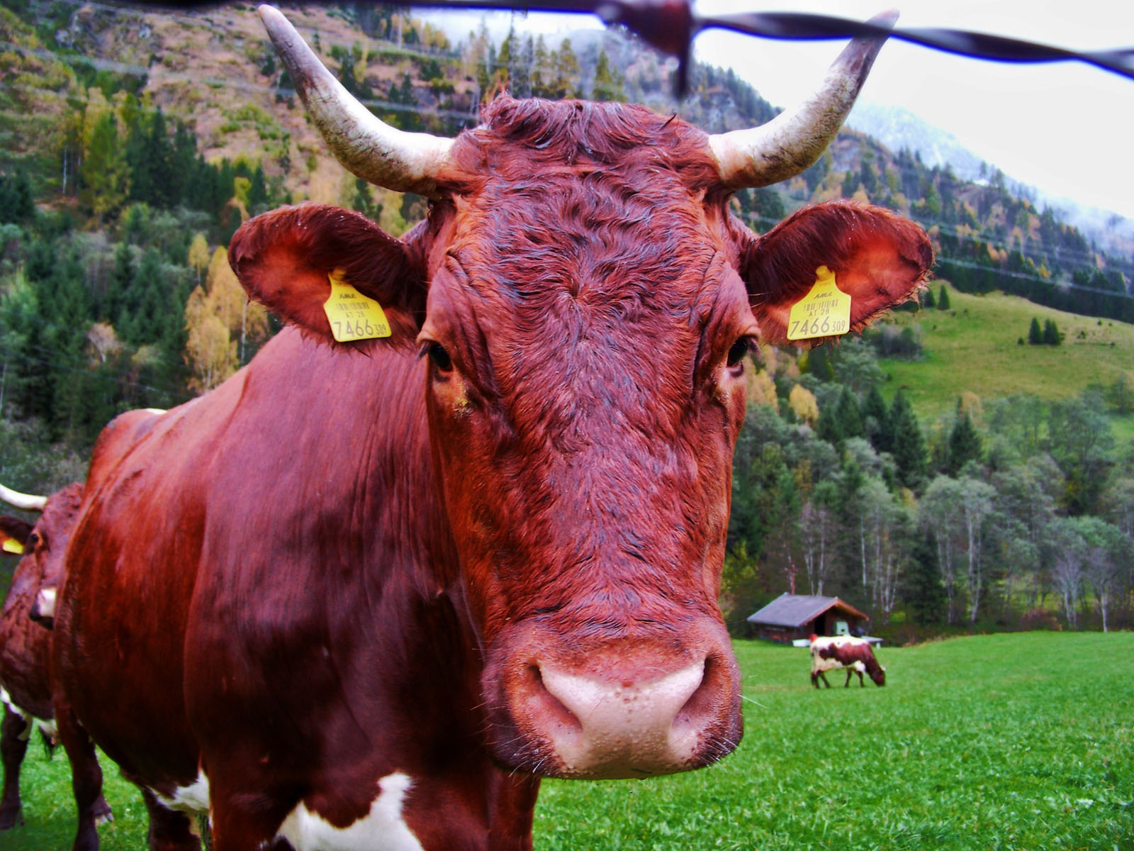 Fonds d'cran Animaux Vaches - Taureaux - Boeufs 