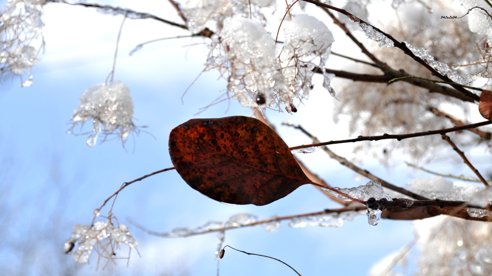 Fonds d'cran Nature Saisons - Hiver UNE RESISTANTE ...